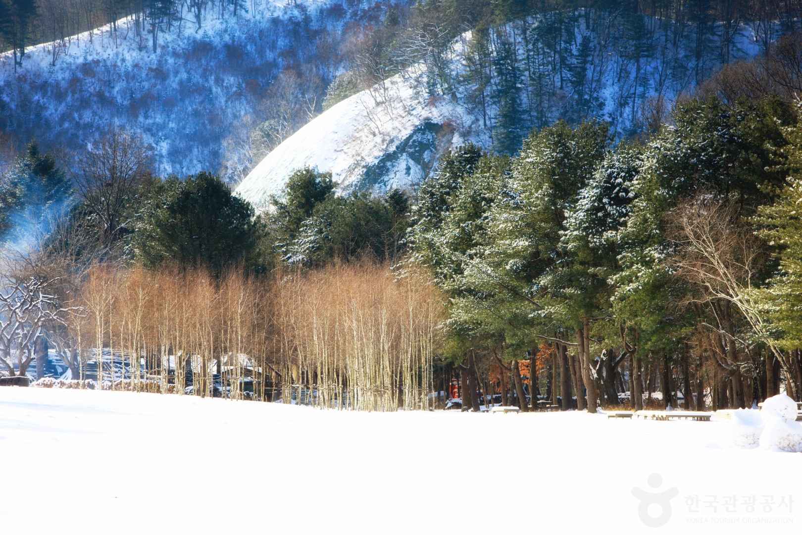 남이섬/ⓒ한국관광공사 포토코리아-김지호