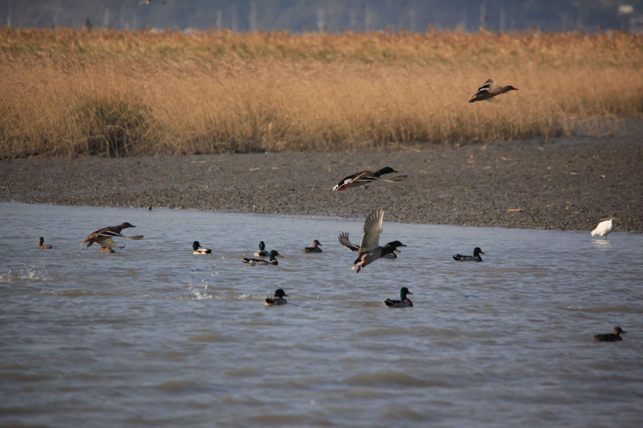 겨울이 가장 아름다운 순간… 전국 철새 명소 BEST 5