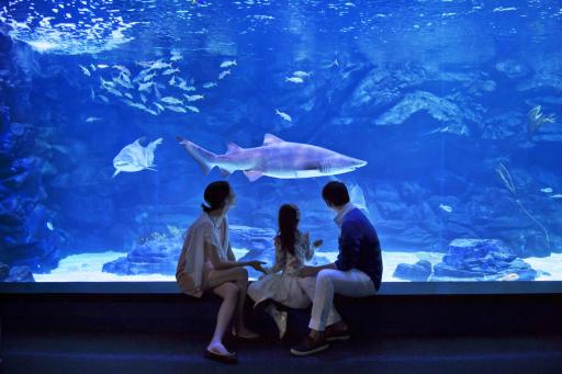 아쿠아플라넷 일산 한눈에 보기, 아이와 가기 좋은 실내 명소