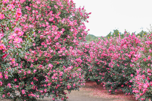 올 겨울 동백꽃 예쁘게 피는 곳을 찾는다면? 제주 휴애리 자연생활공원부터 확인해보자