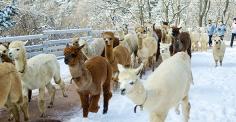 사람들이 ‘힐링’이라 부르는 이유, 홍천 알파카월드는 숲부터 다르다