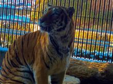 입장료 7천 원, 놀이공원·동물원·전통놀이까지 다 있는 춘천 육림랜드