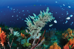 “바다색이 청록에서 감귤빛으로” … 해저에서 본 제주