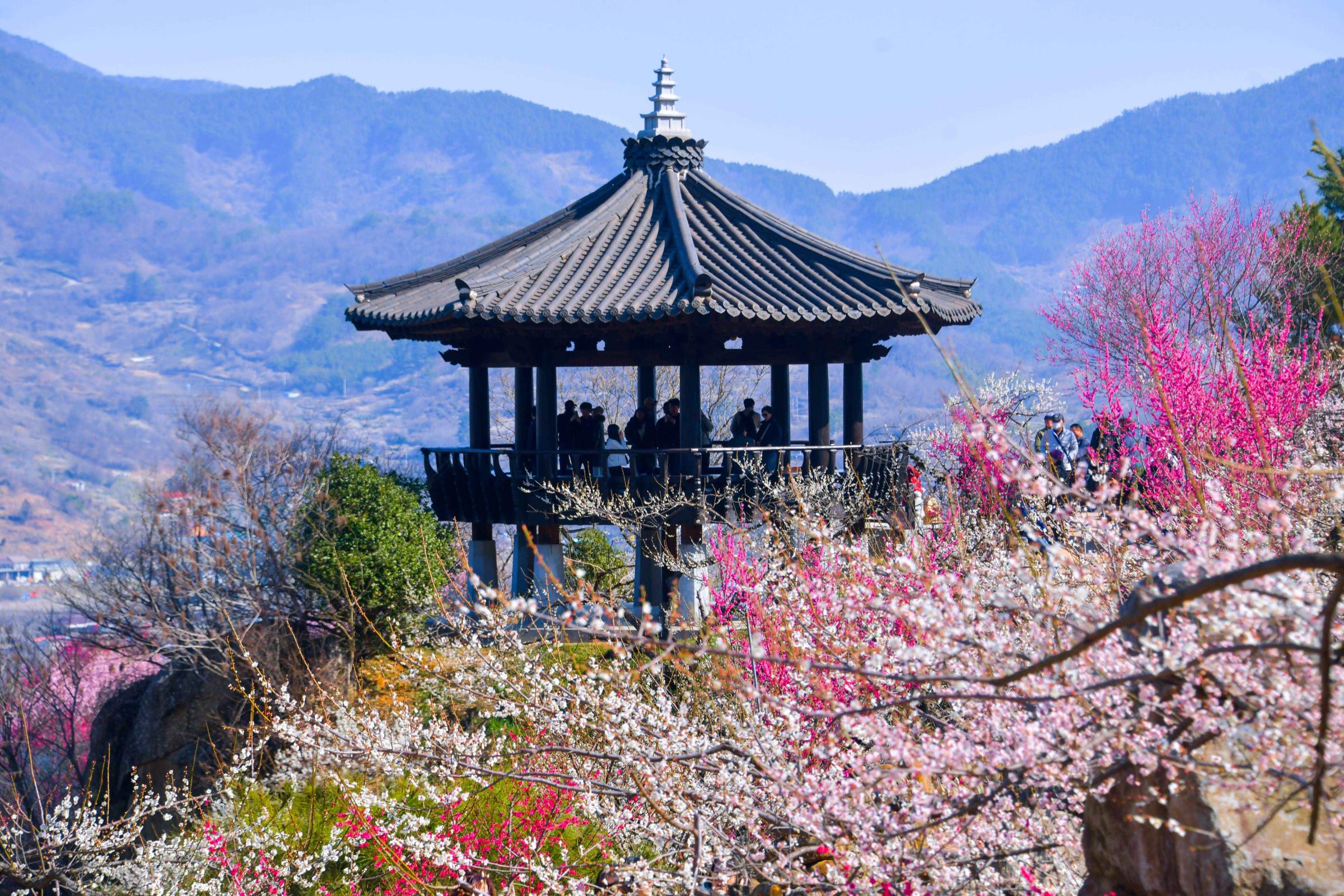 2026 광양매화축제 언제 가야 절정일까? 일정·입장료 지금 확인