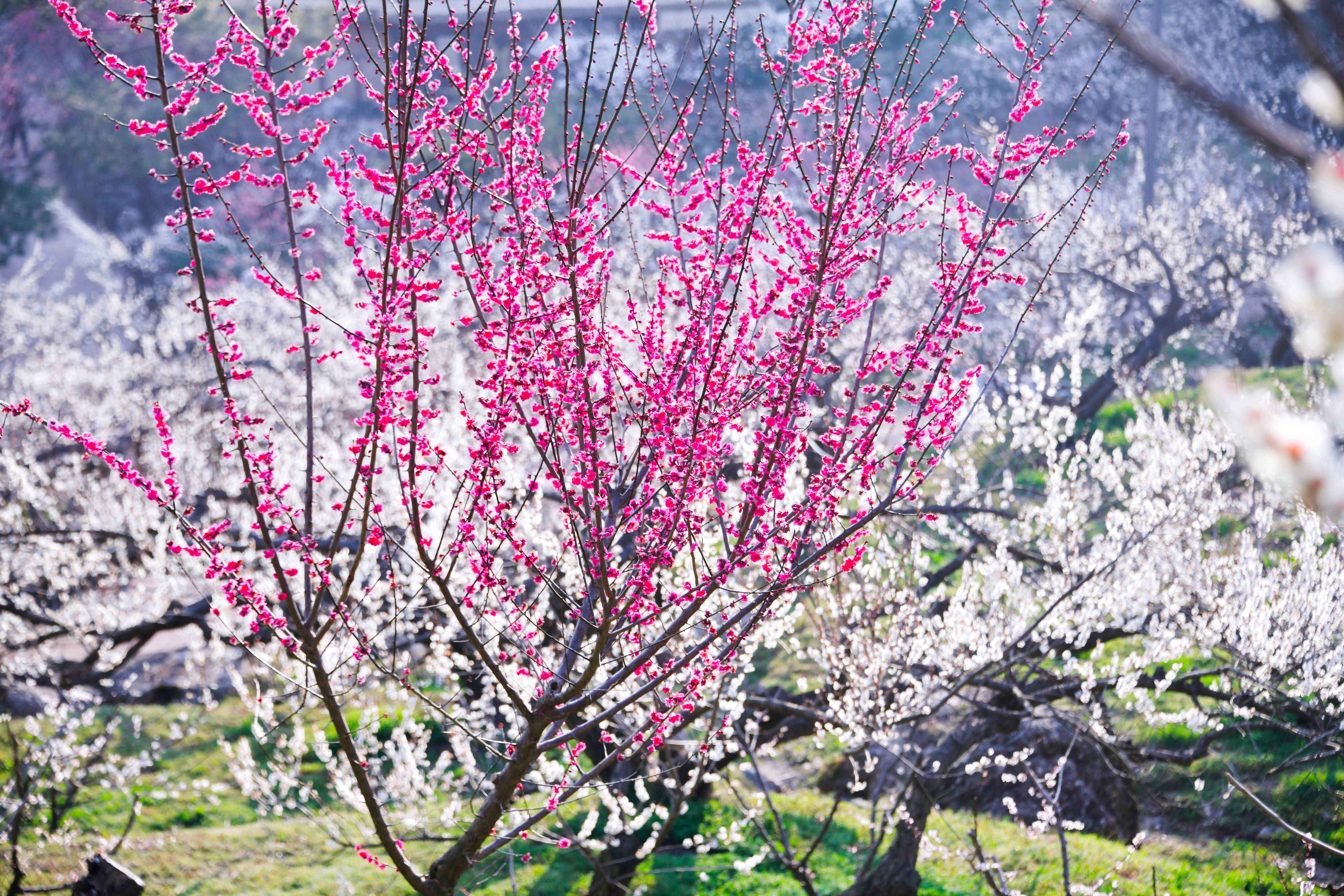 ⓒ한국관광공사 포토코리아-라이브스튜디오/광양 매화마을