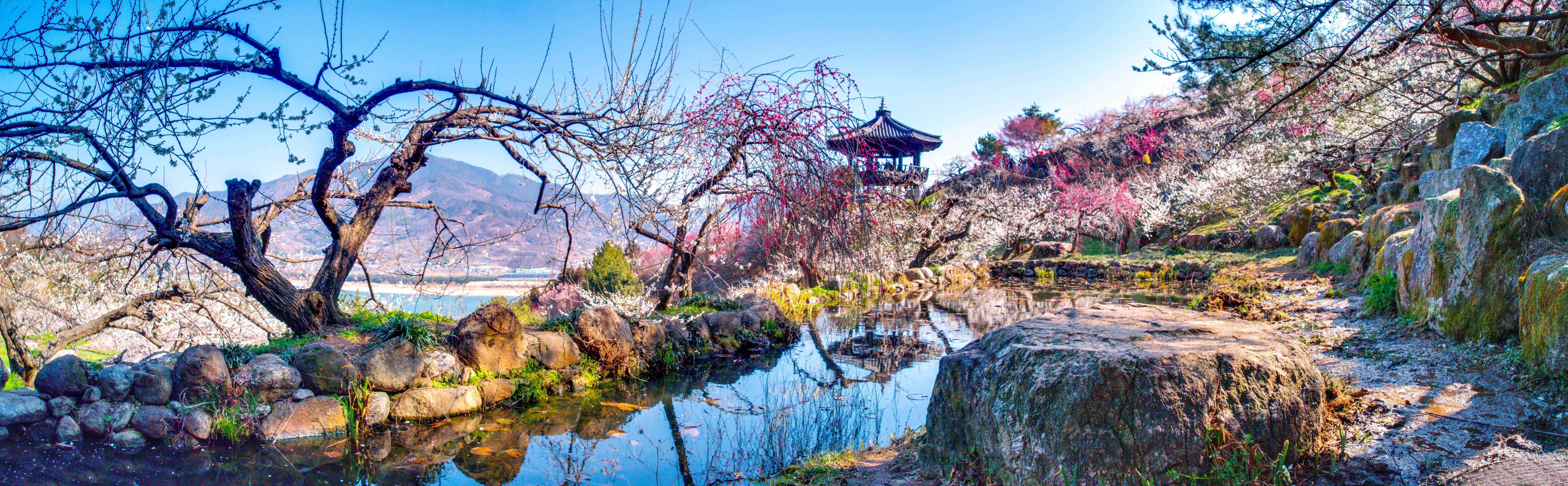 ⓒ한국관광공사 포토코리아-라이브스튜디오/광양 매화마을