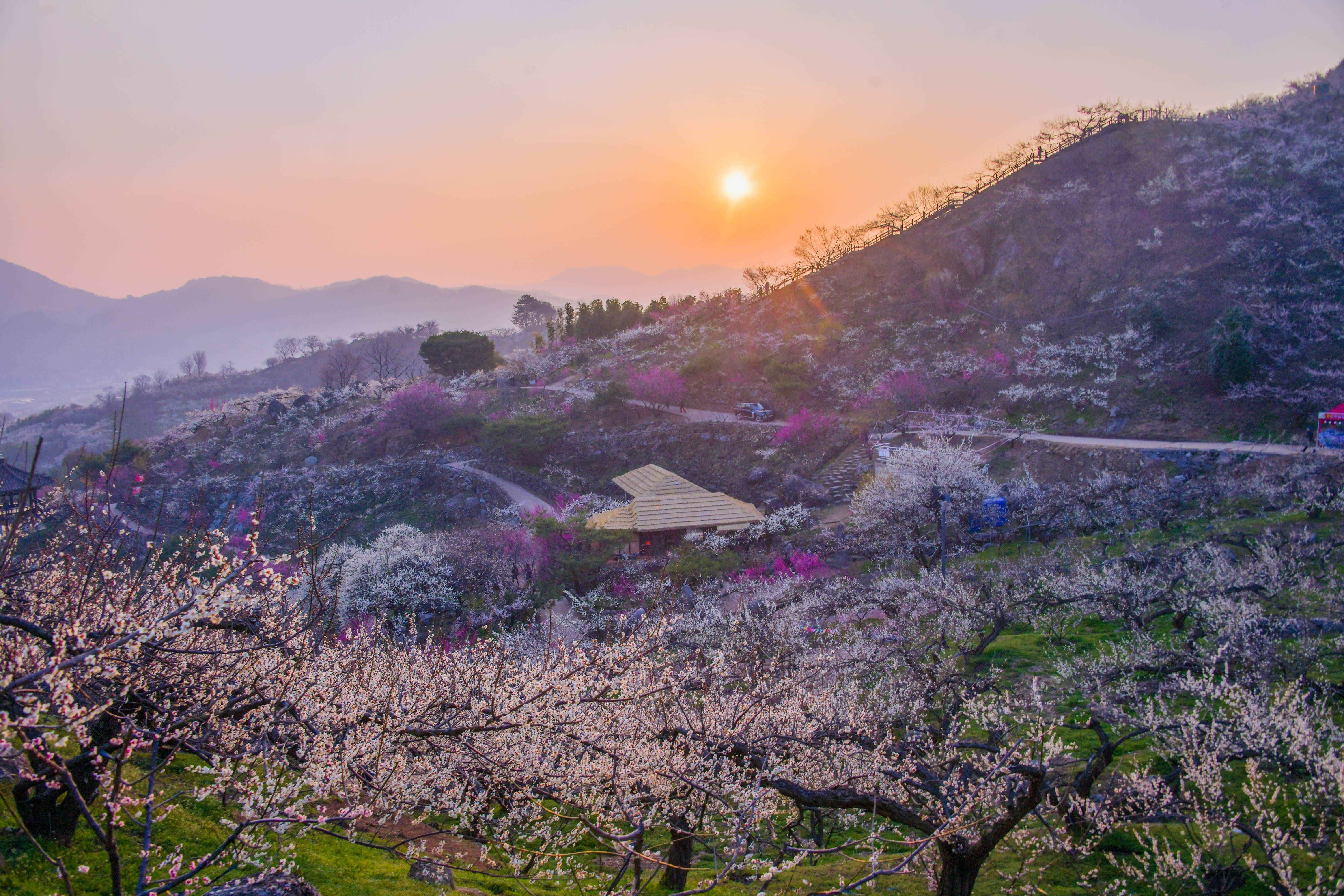 ⓒ한국관광공사 포토코리아-라이브스튜디오/광양 매화마을