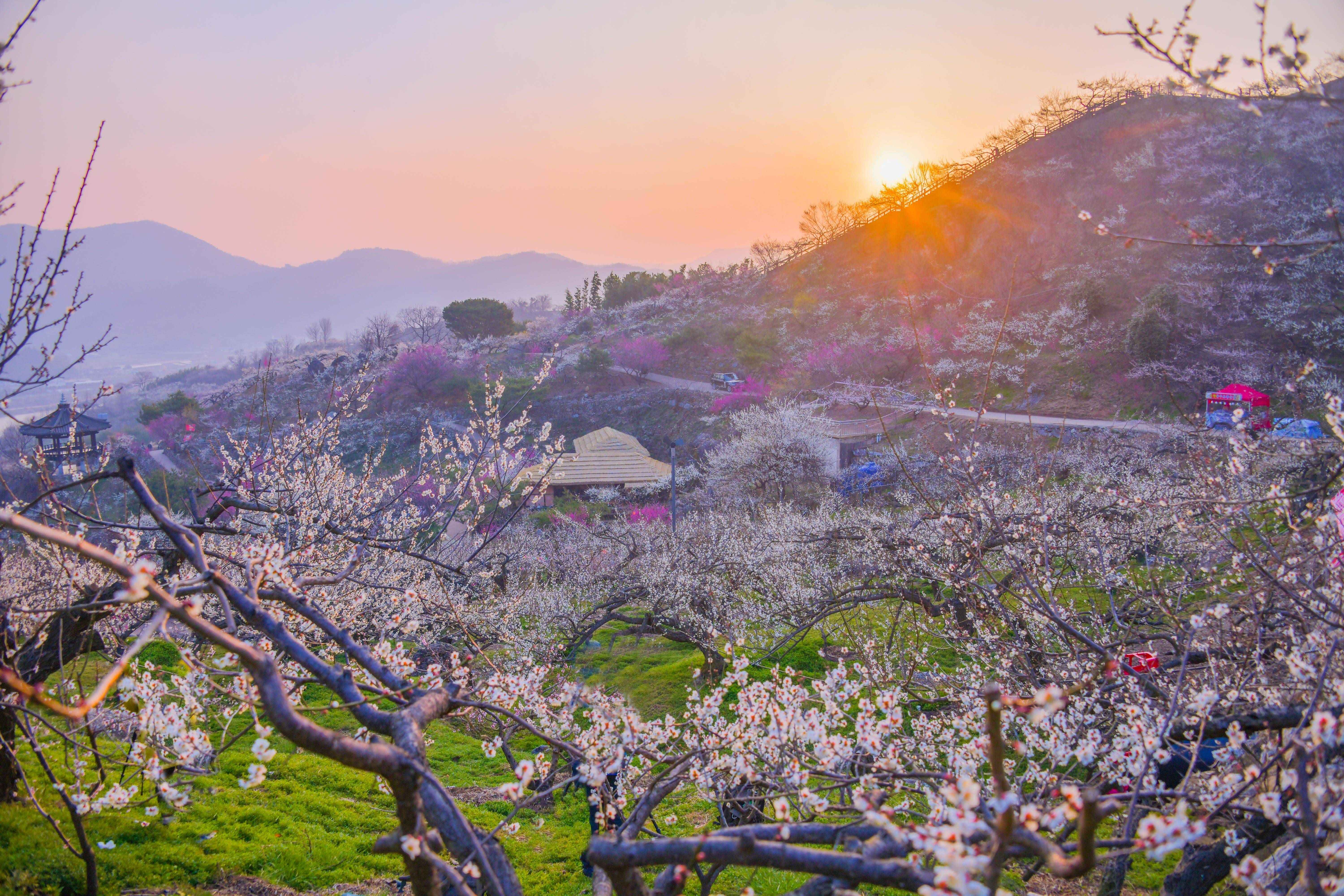 ⓒ한국관광공사 포토코리아-라이브스튜디오/광양 매화마을