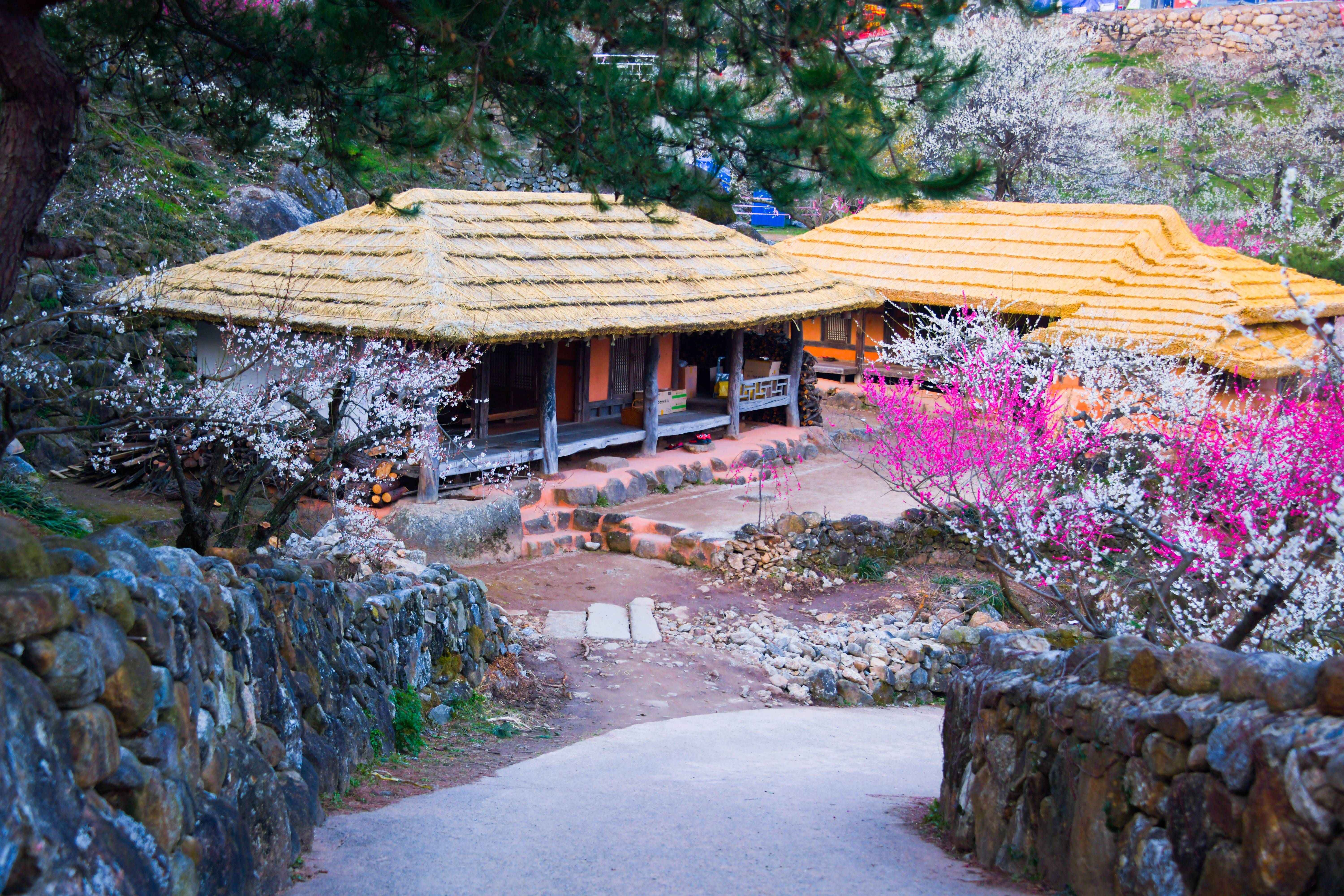 ⓒ한국관광공사 포토코리아-라이브스튜디오/광양 매화마을
