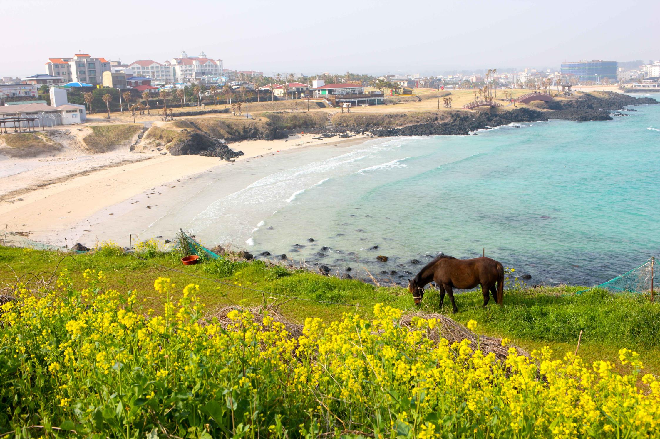 제주 유채꽃 명소 4곳, 봄 제주 여행이라면 ‘여기’는 꼭 가야 합니다