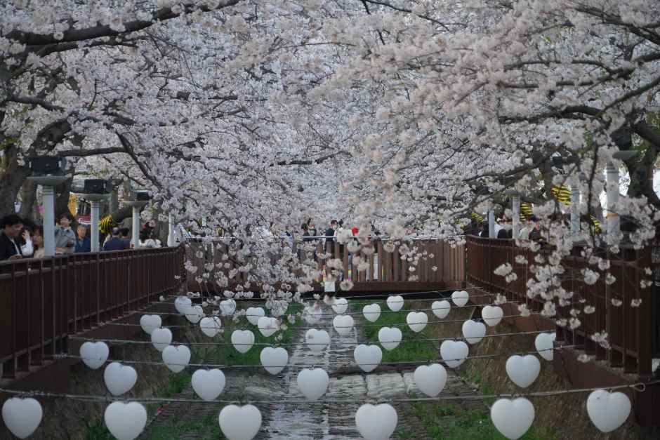 진해군항제 벚꽃